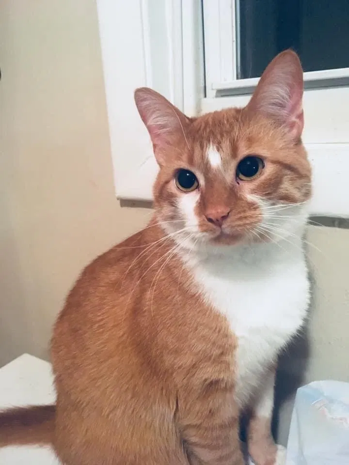 Lost cat in Holiday, FL, 34690