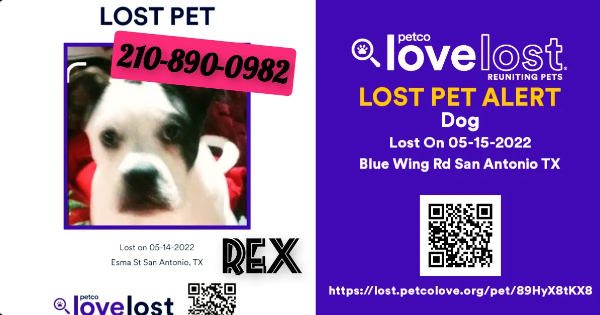 Lost dog in San Antonio, TX, 78223