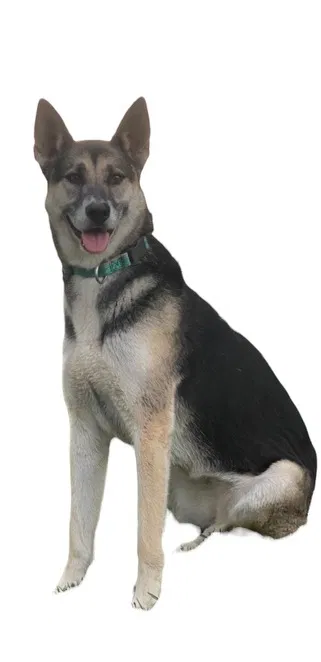 Lost dog in Long Beach, CA, 90805