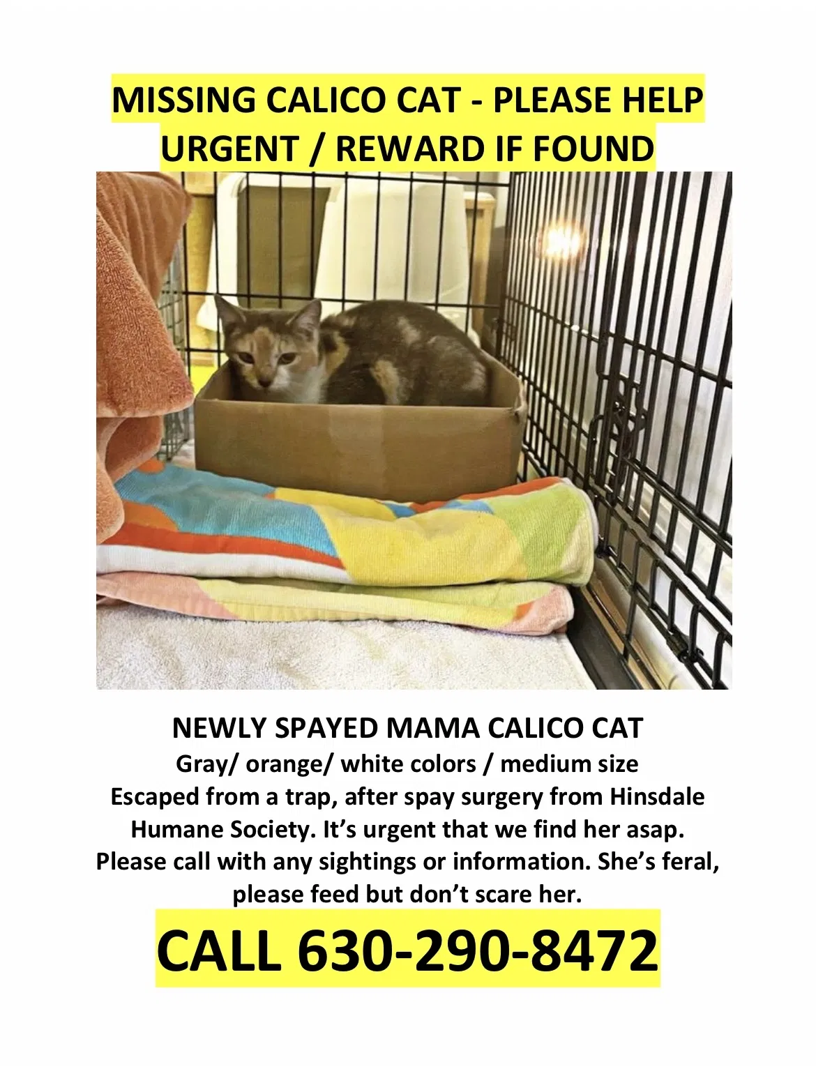 Lost cat in Hinsdale, IL, 60521