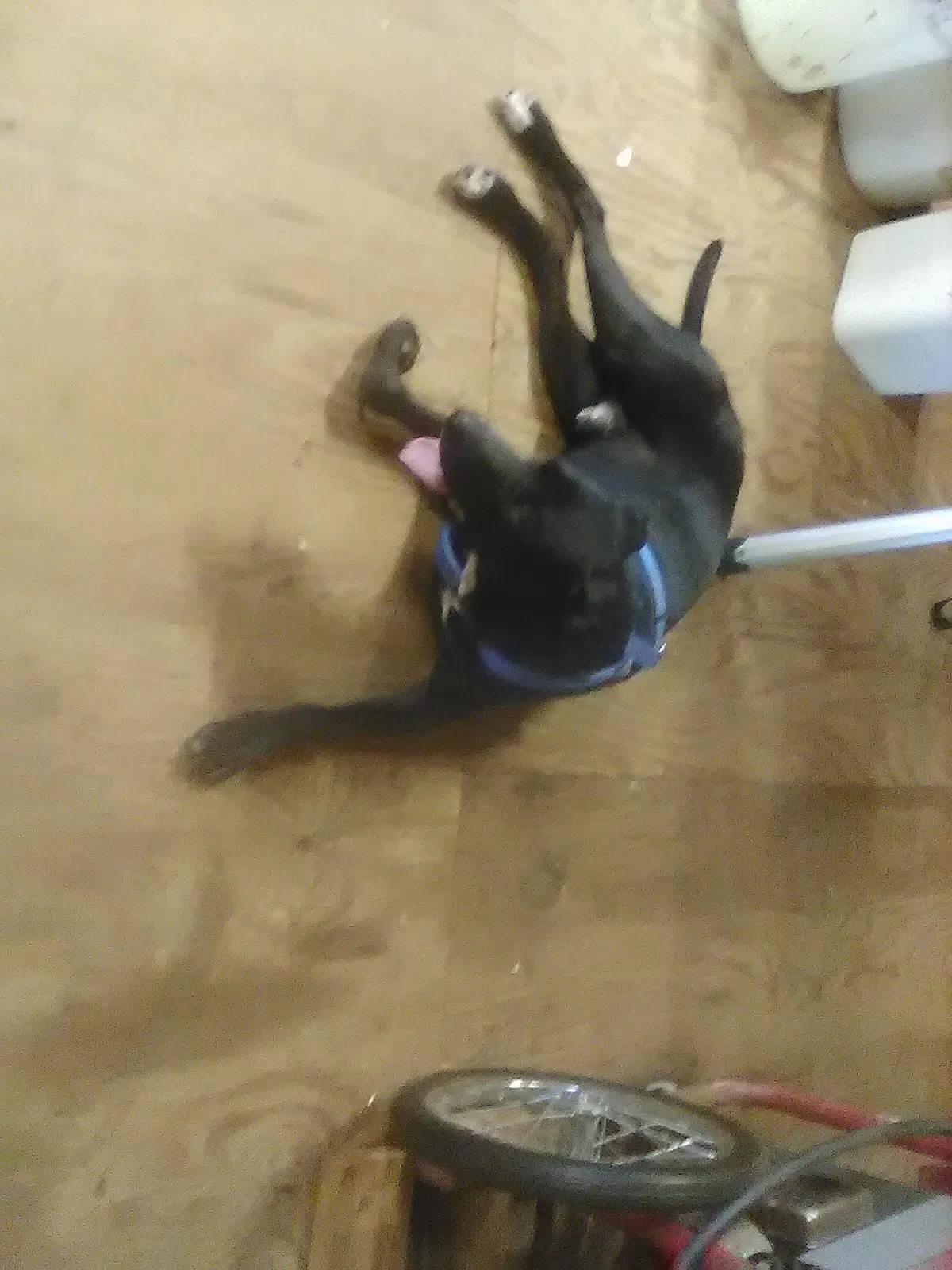 Found dog in Thomasville, NC, 27360