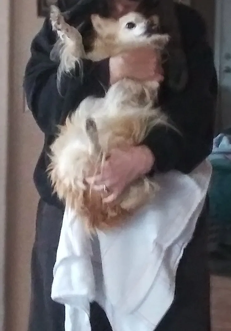Lost dog in Lancaster, CA, 93536