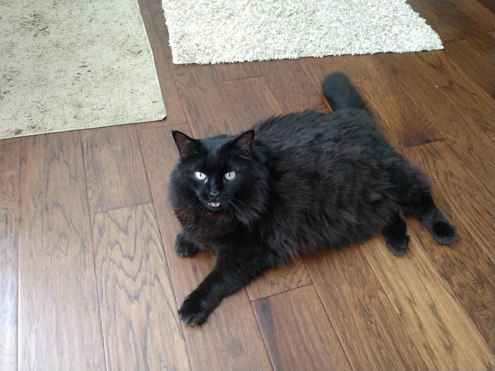 Lost cat in Appleton, WI, 54915