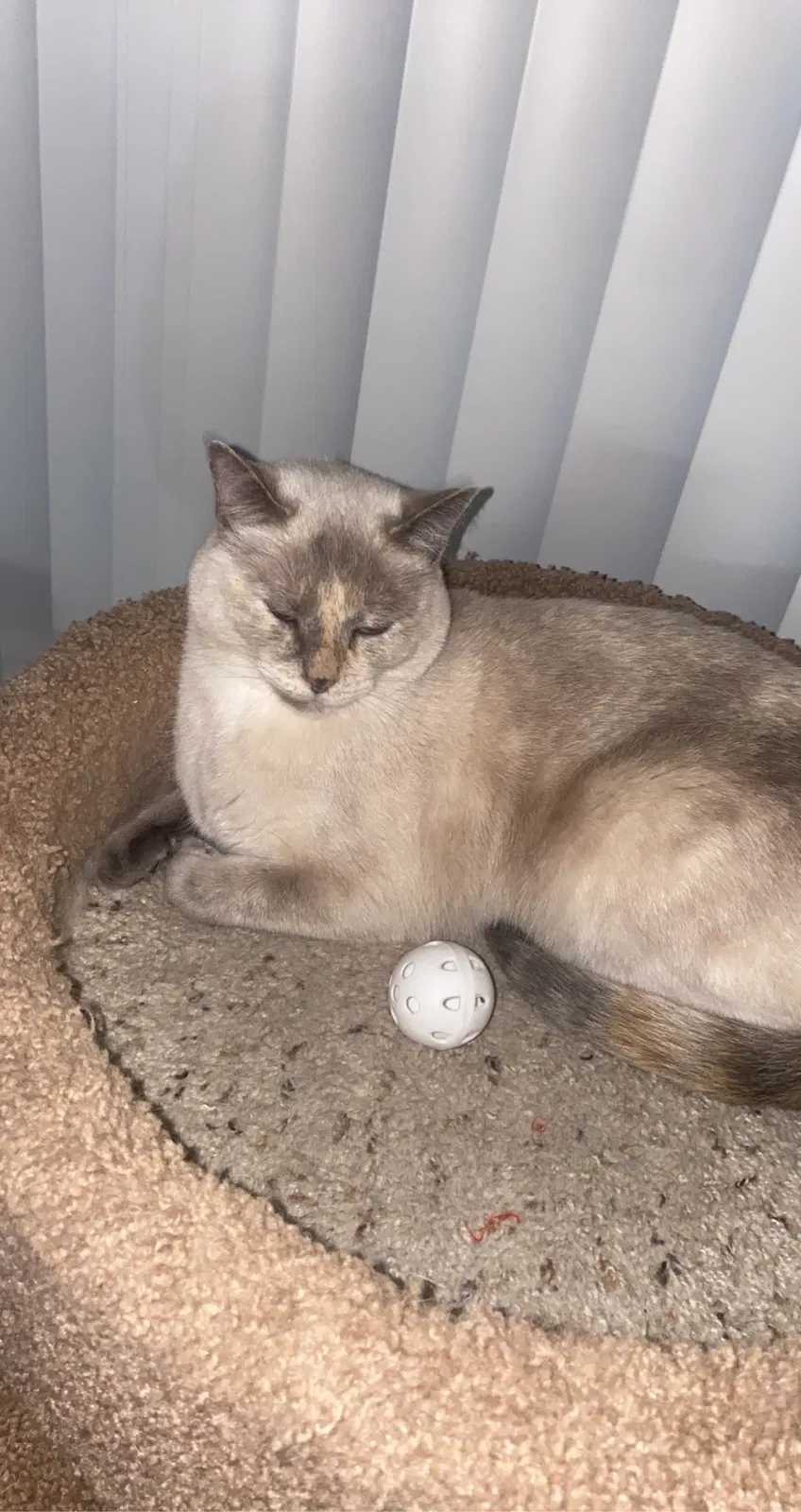 Lost cat in Aptos, CA, 95003