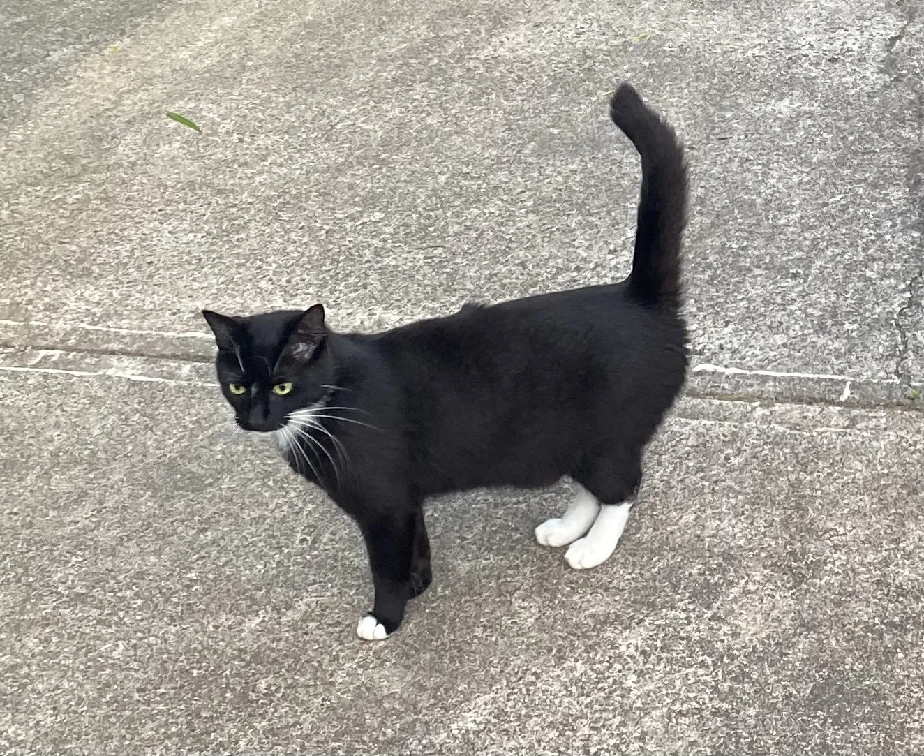Missing Cat