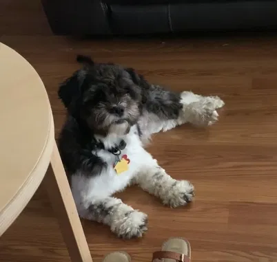 Lost dog in Columbus, OH, 43201
