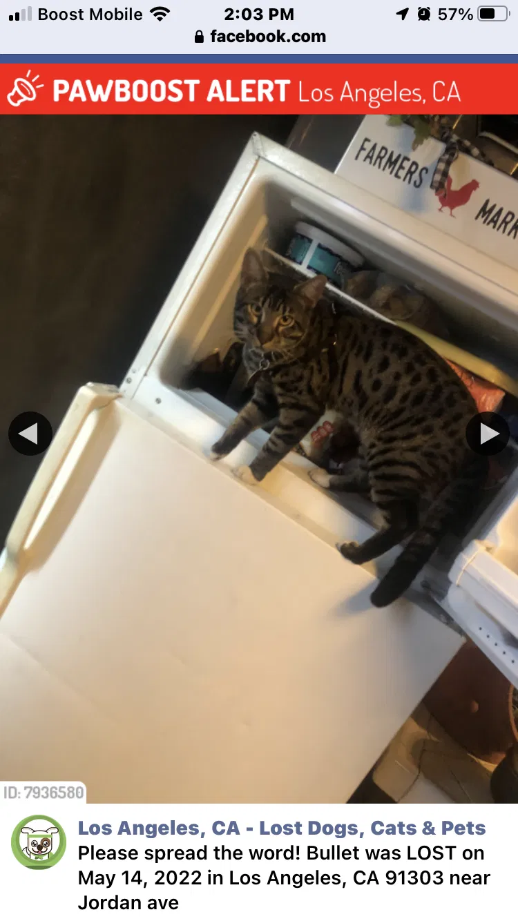 Lost cat in Canoga Park, CA, 91303
