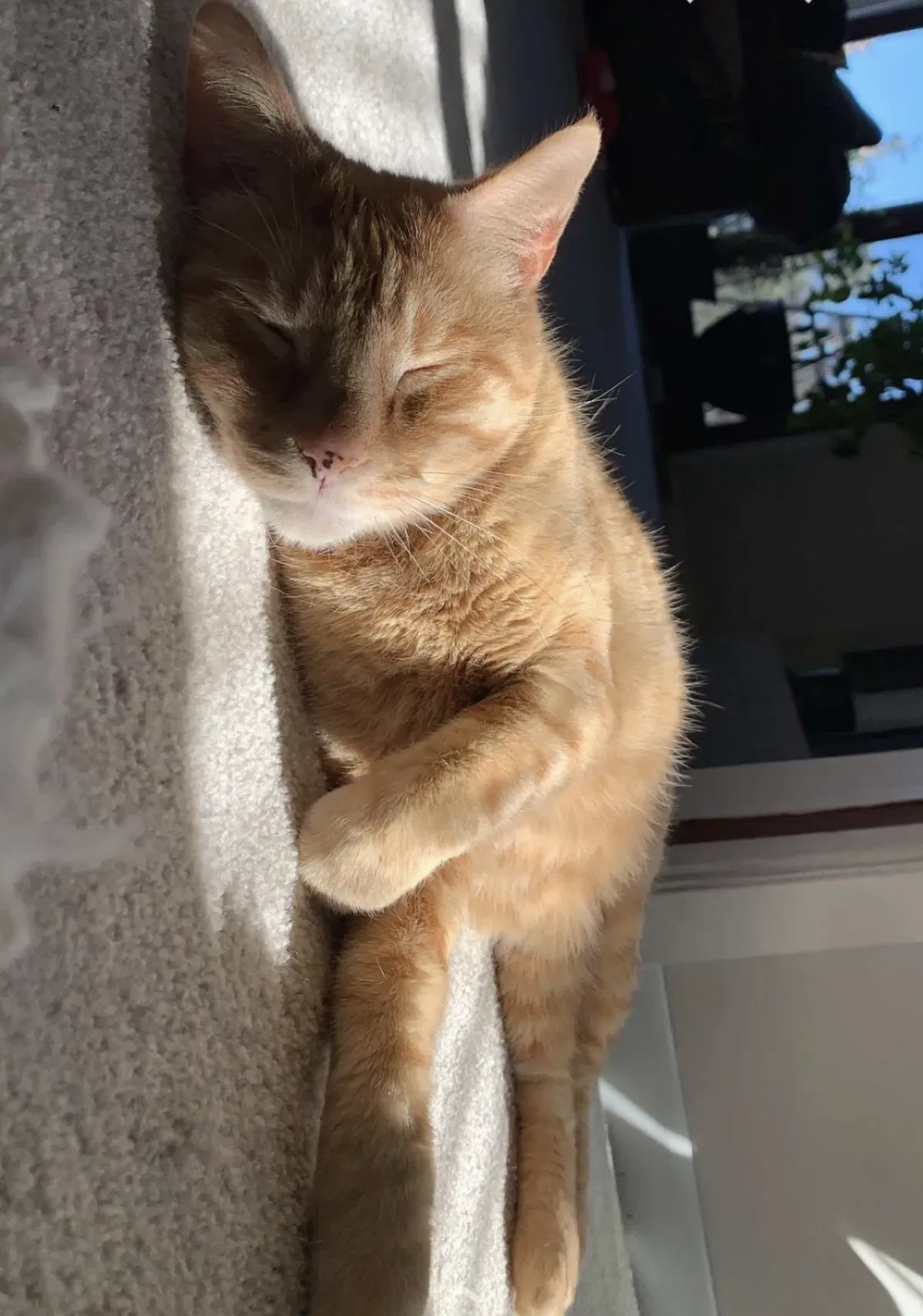 Lost cat in Crystal Lake, IL, 60012