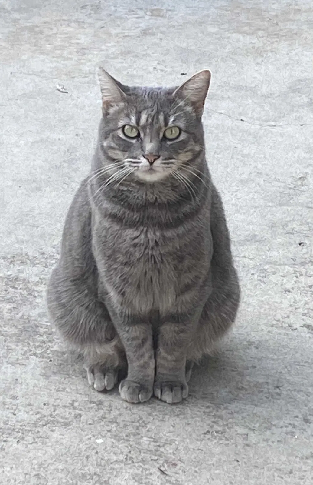 Lost cat in El Cajon, CA, 92021