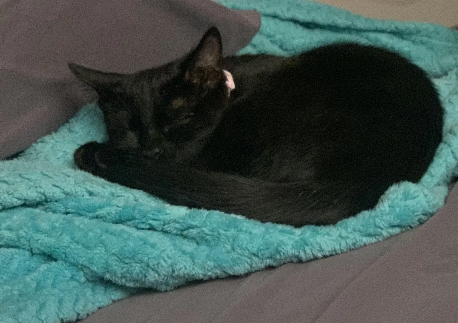 Lost cat in Meadow Vista, CA, 95722