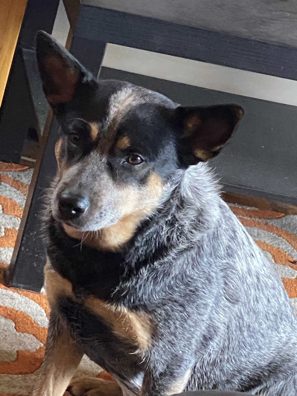 Lost dog in Minneapolis, MN, 55405