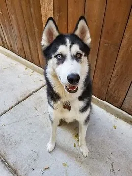 Found dog in Austin, TX, 78744
