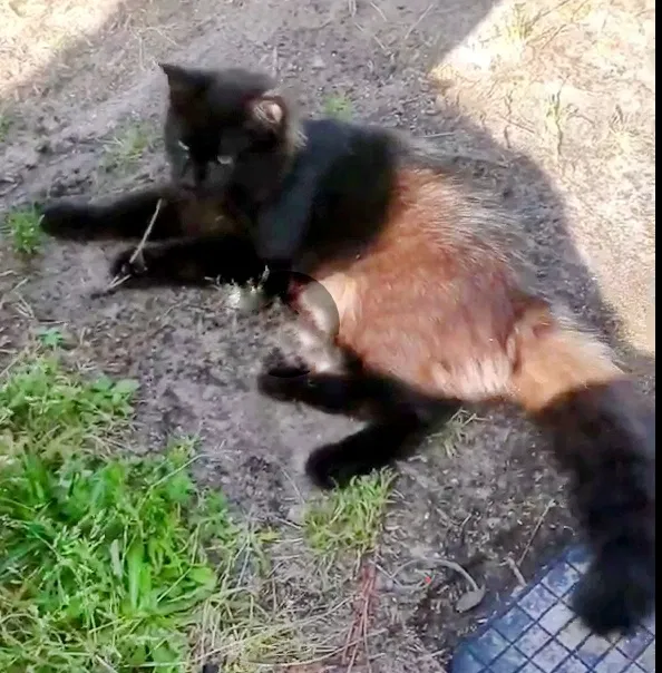 Lost cat in Brunswick, GA, 31525