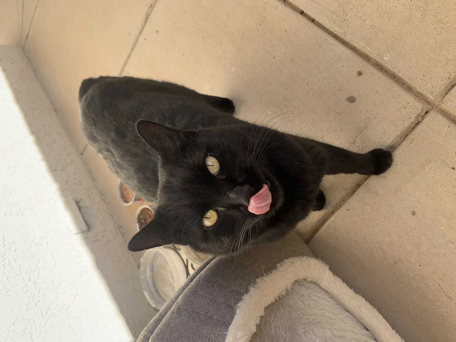 Lost cat in Albuquerque, NM, 87111