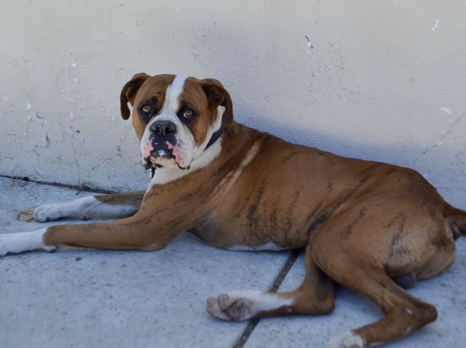 Lost dog in Moreno Valley, CA, 92557