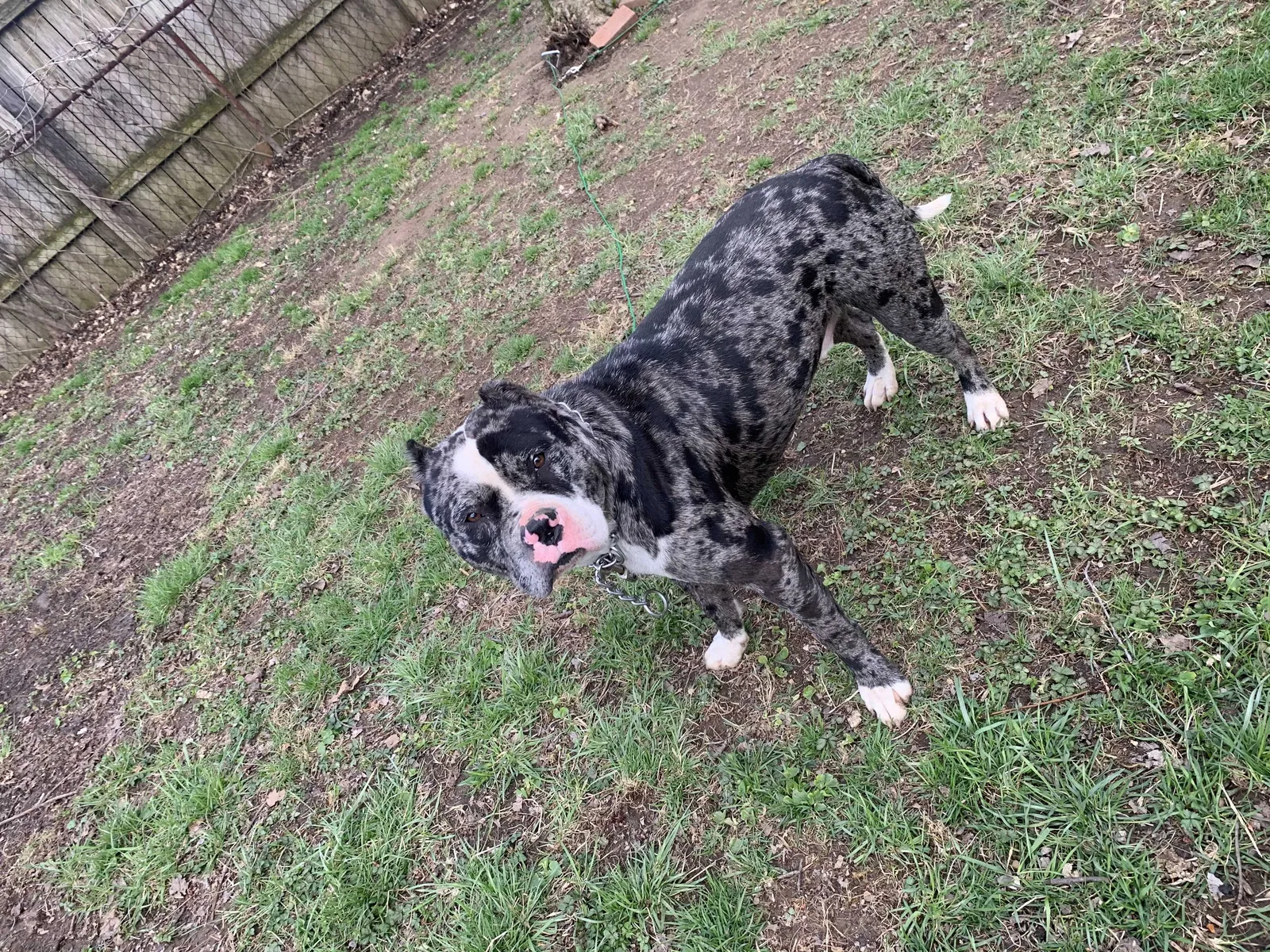 Lost dog in Columbus, OH, 43232