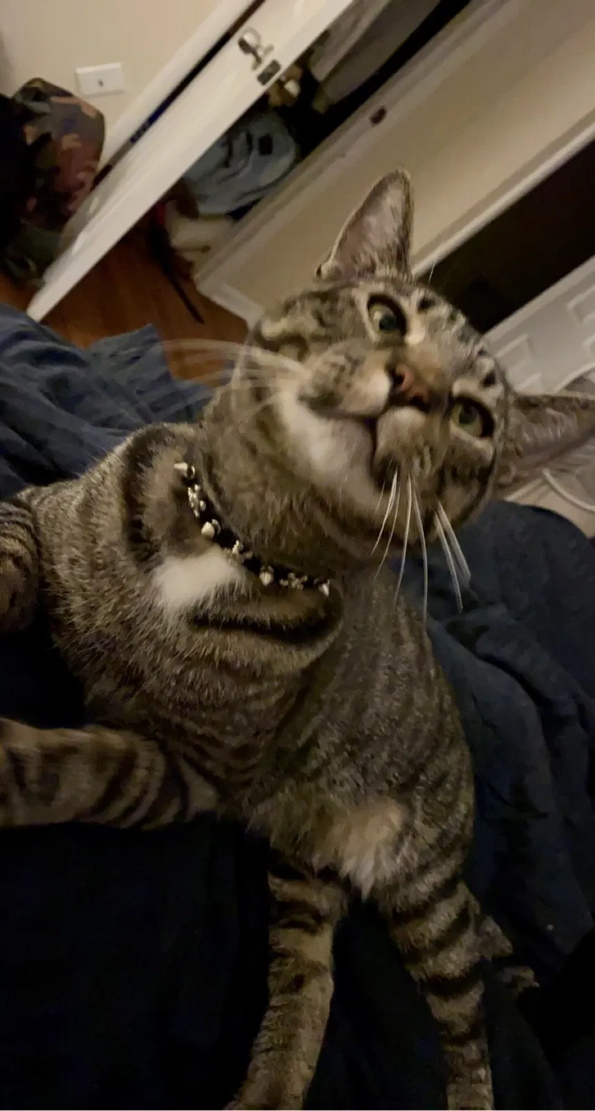 Lost cat in Wilmington, DE, 19804