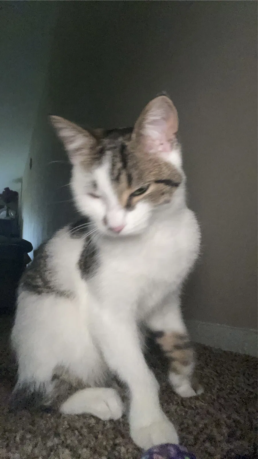 Lost cat in Carol Stream, IL, 60188