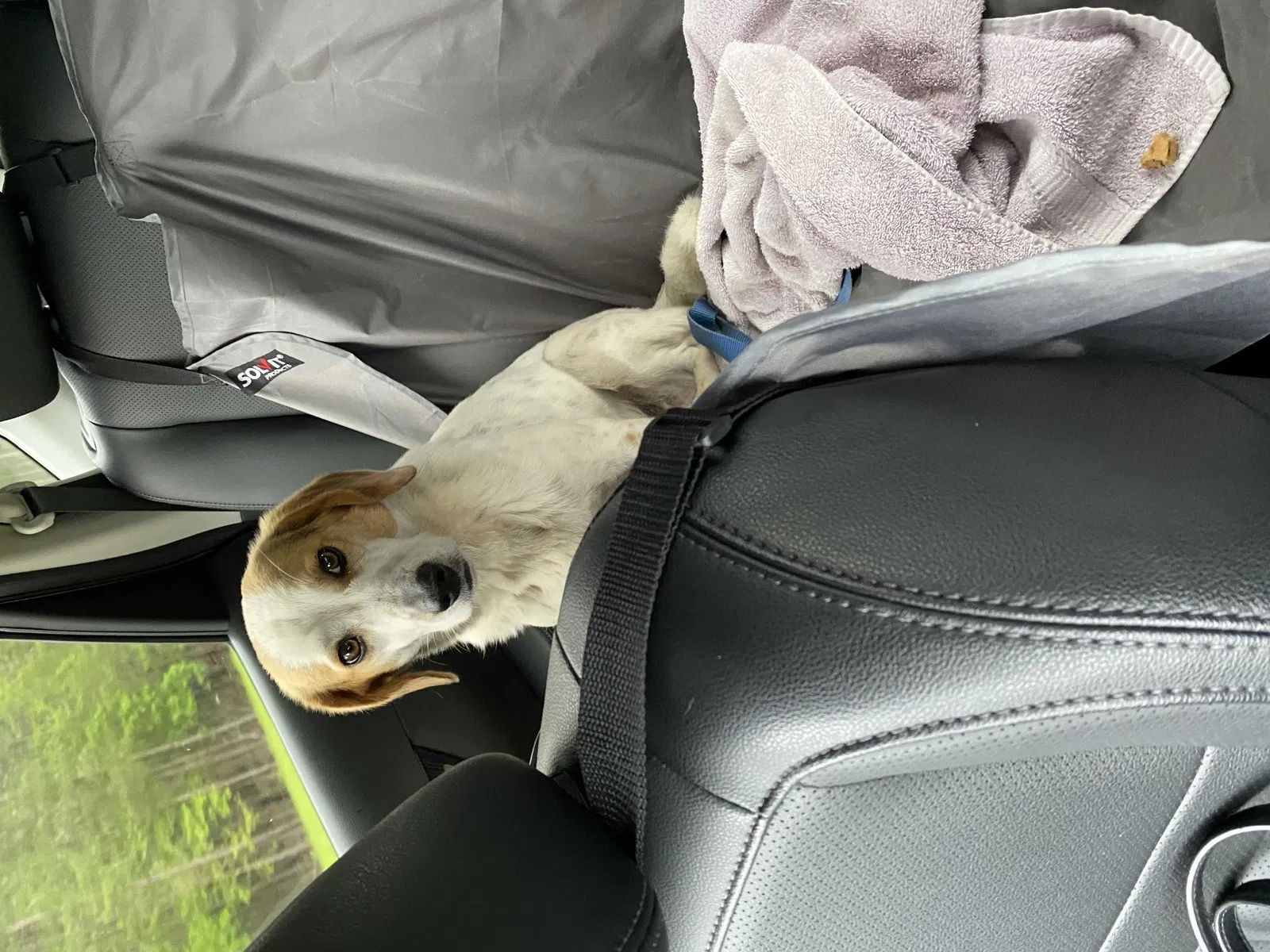 Lost dog in Louisville, MS, 39339