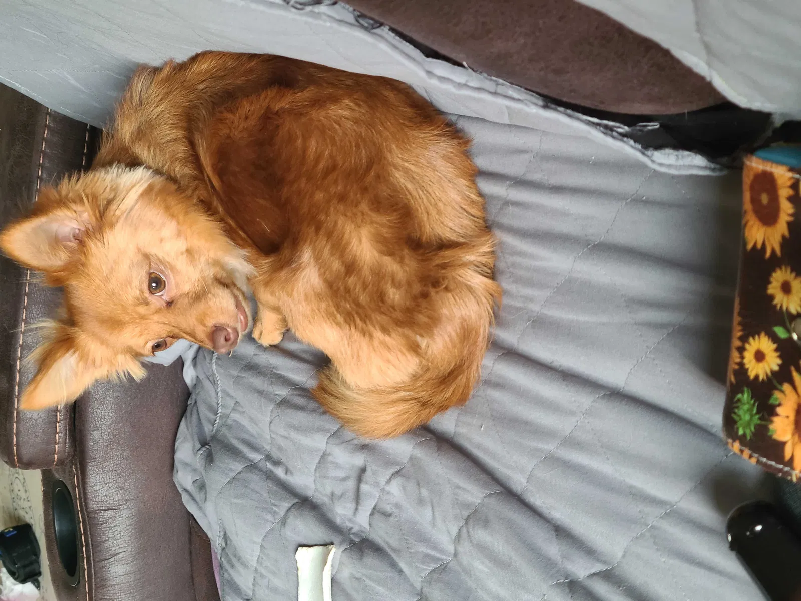 Lost dog in Dayton, OH, 45424