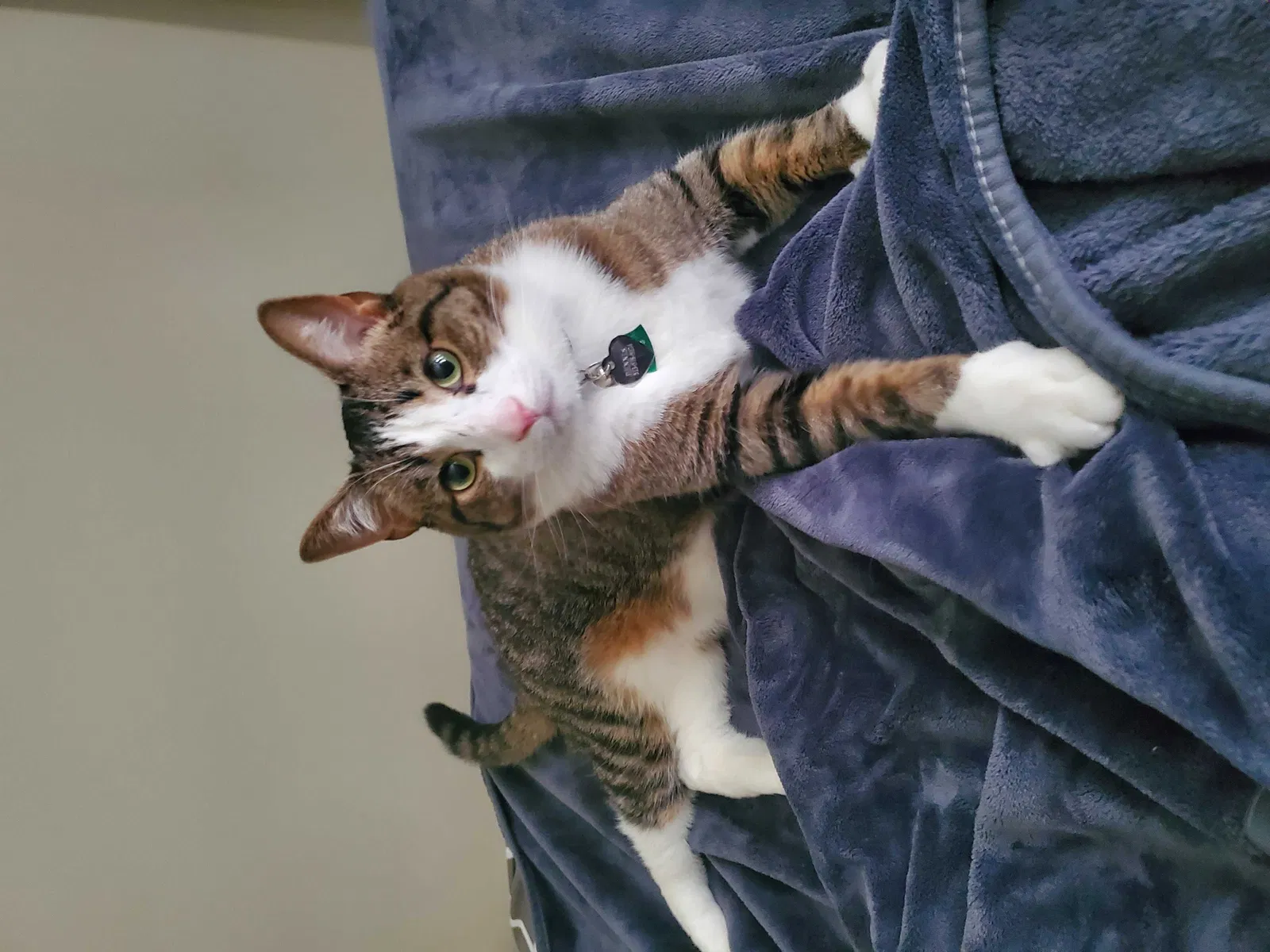Lost cat in Cincinnati, OH, 45245