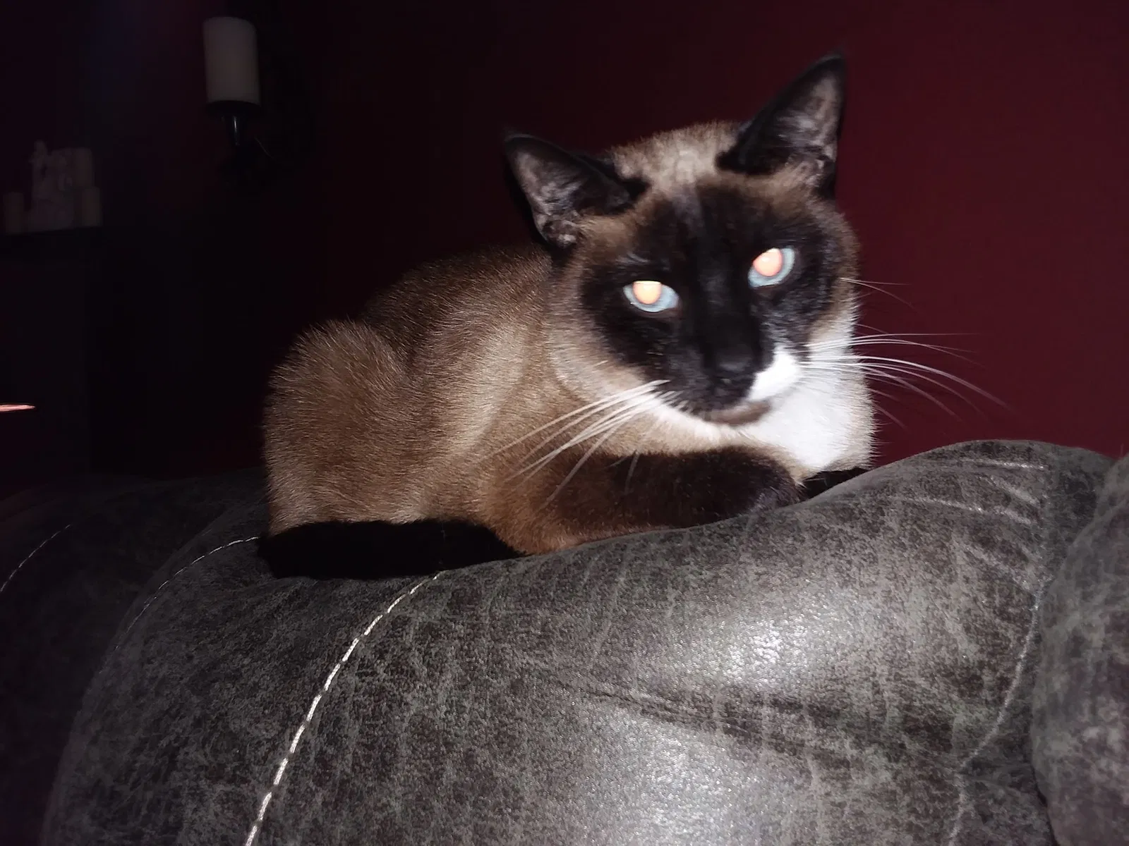 Lost cat in Brazil, IN, 47834
