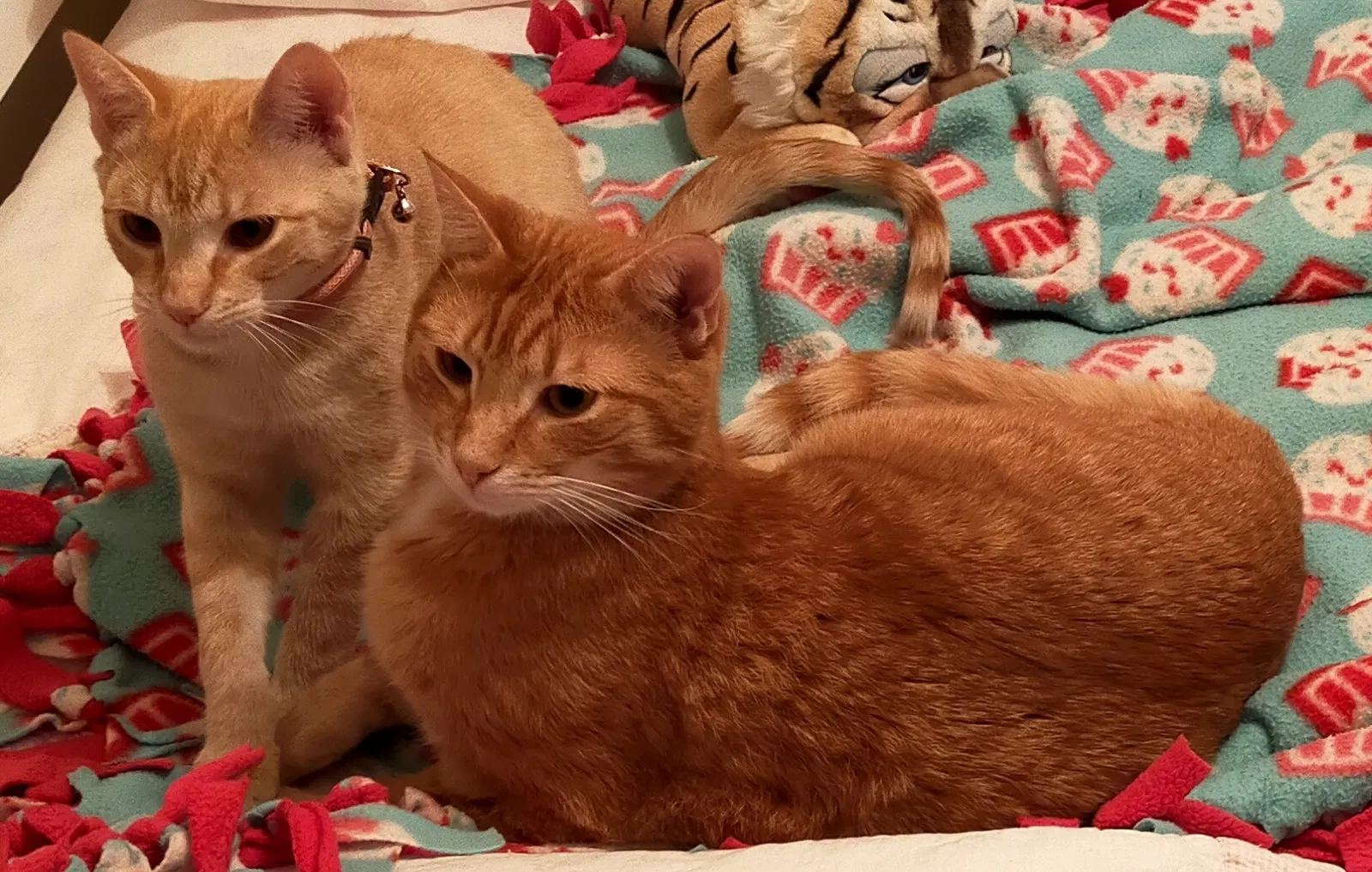Lost cat in Marion, IA, 52302