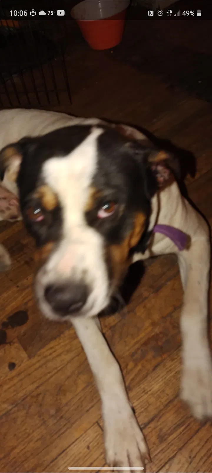 Lost dog in San Antonio, TX, 78210