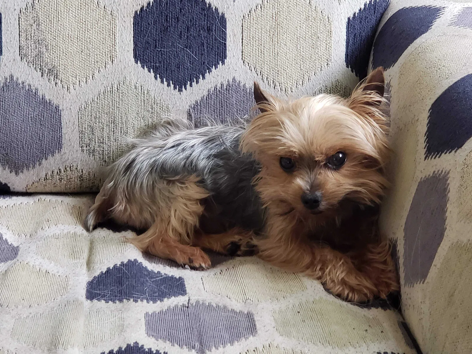 Lost dog in Pearland, TX, 77584