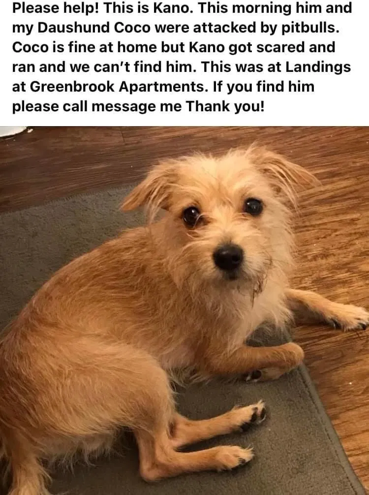Lost dog in Charlotte, NC, 28262