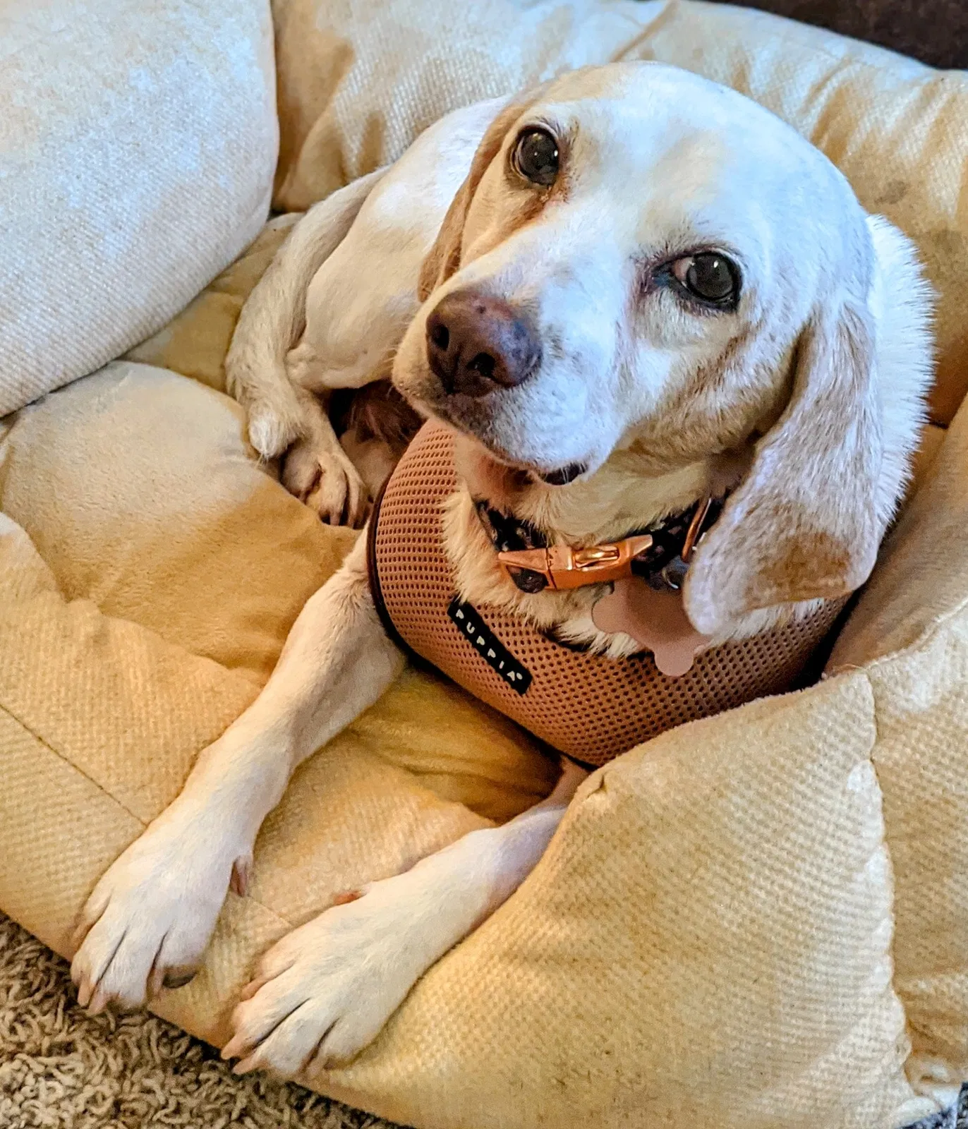 Lost dog in Maryville, TN, 37801