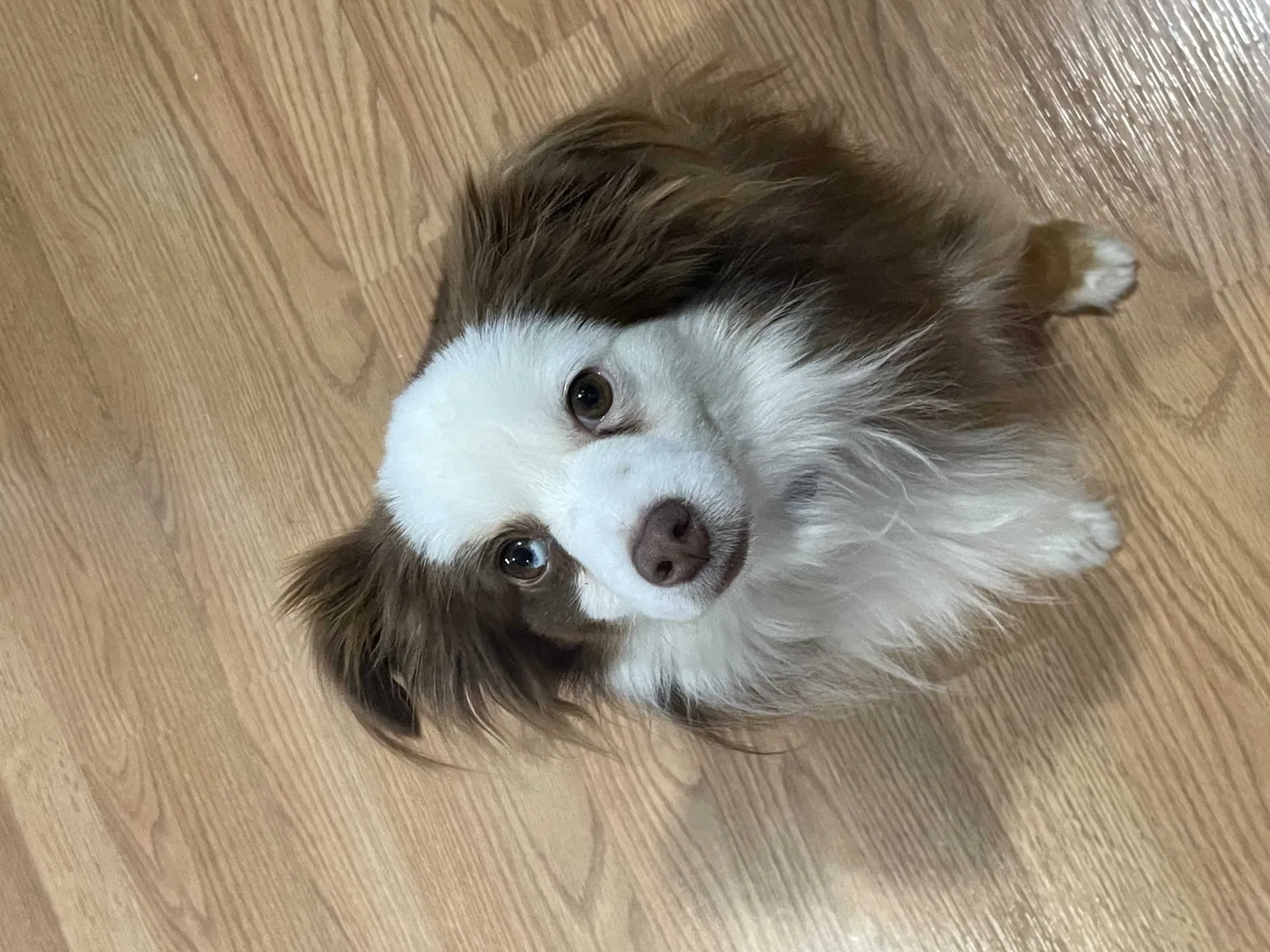 Lost dog in Neola, IA, 51559