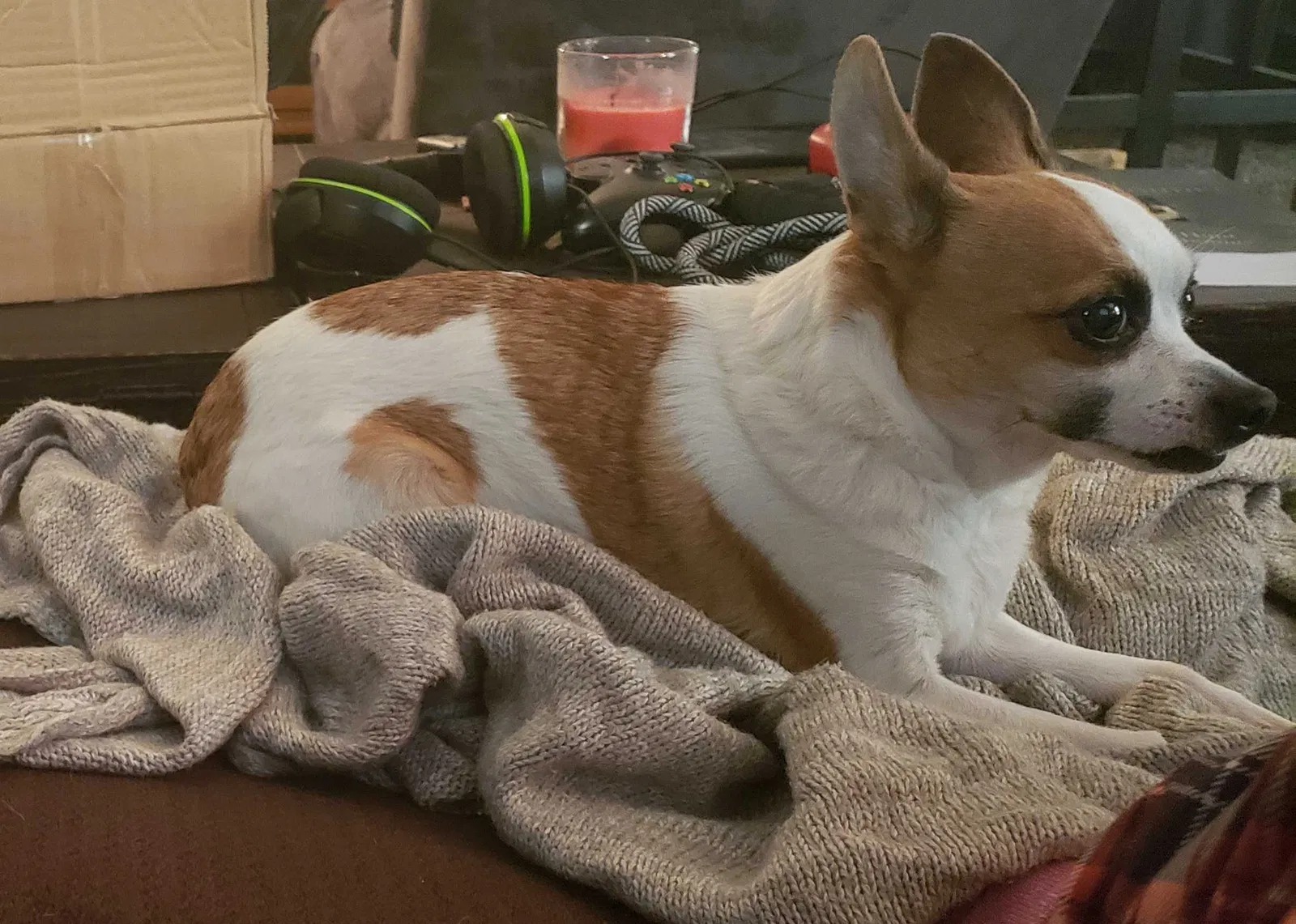 Lost dog in Madison, WI, 53716