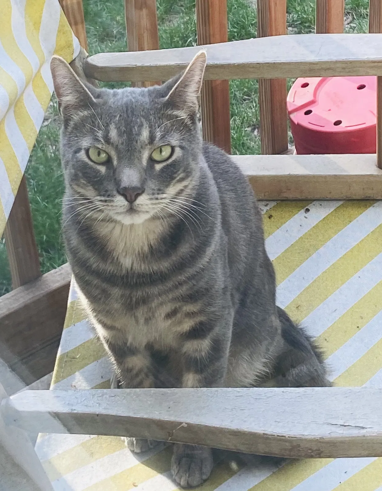 Lost cat in Kansas City, MO, 64111