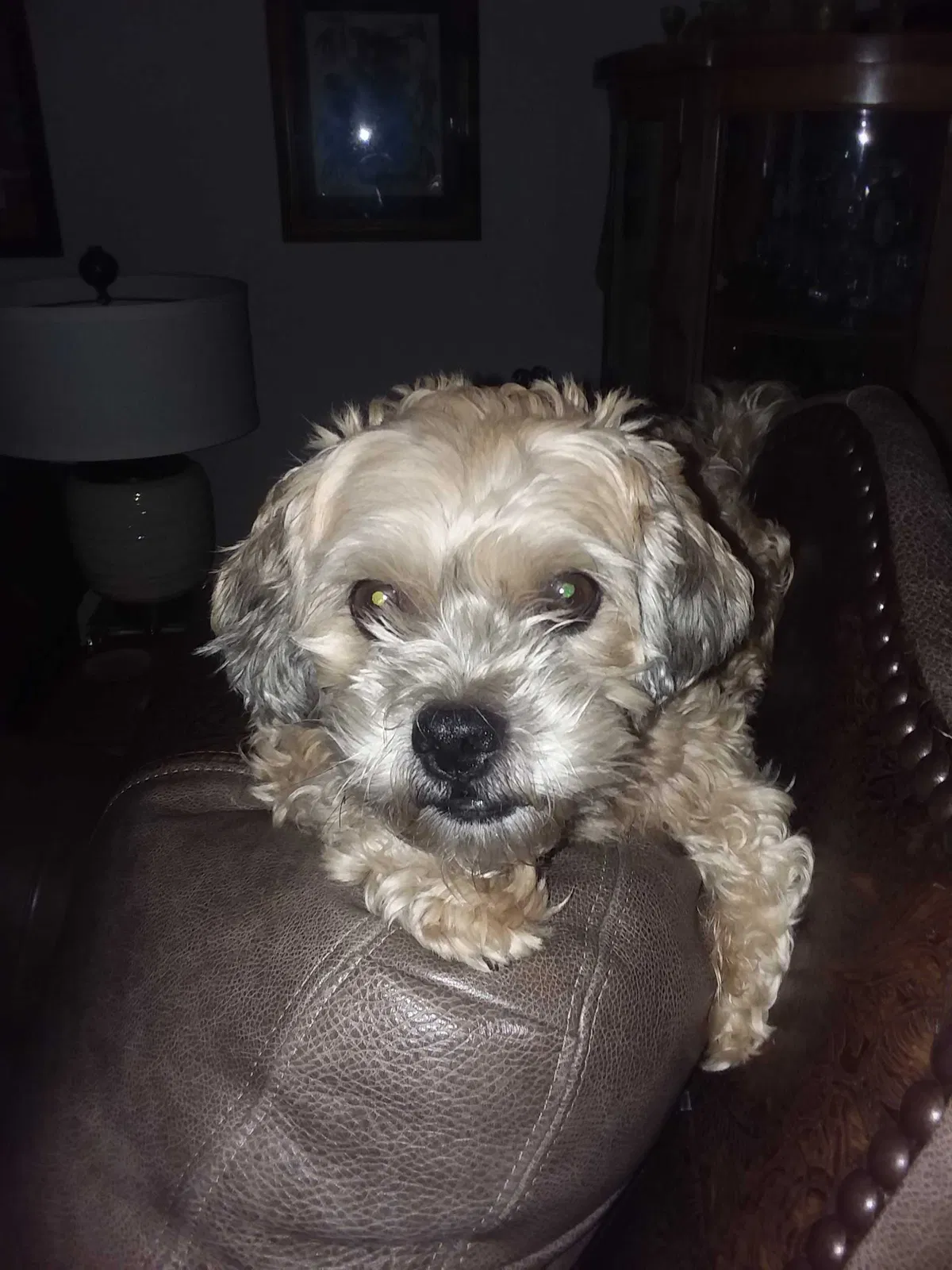 Lost dog in Cypress, TX, 77433