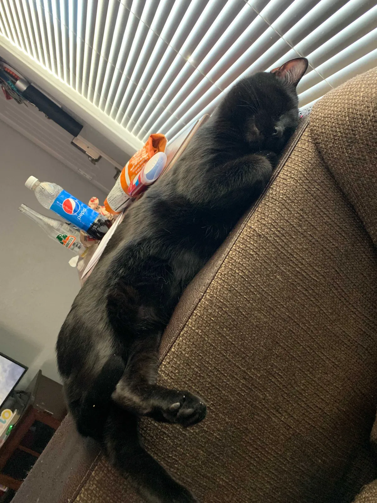 Lost cat in Tulsa, OK, 74128