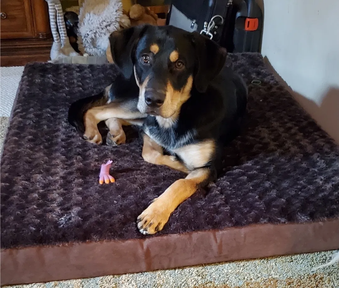 Lost dog in Woodbridge, VA, 22191