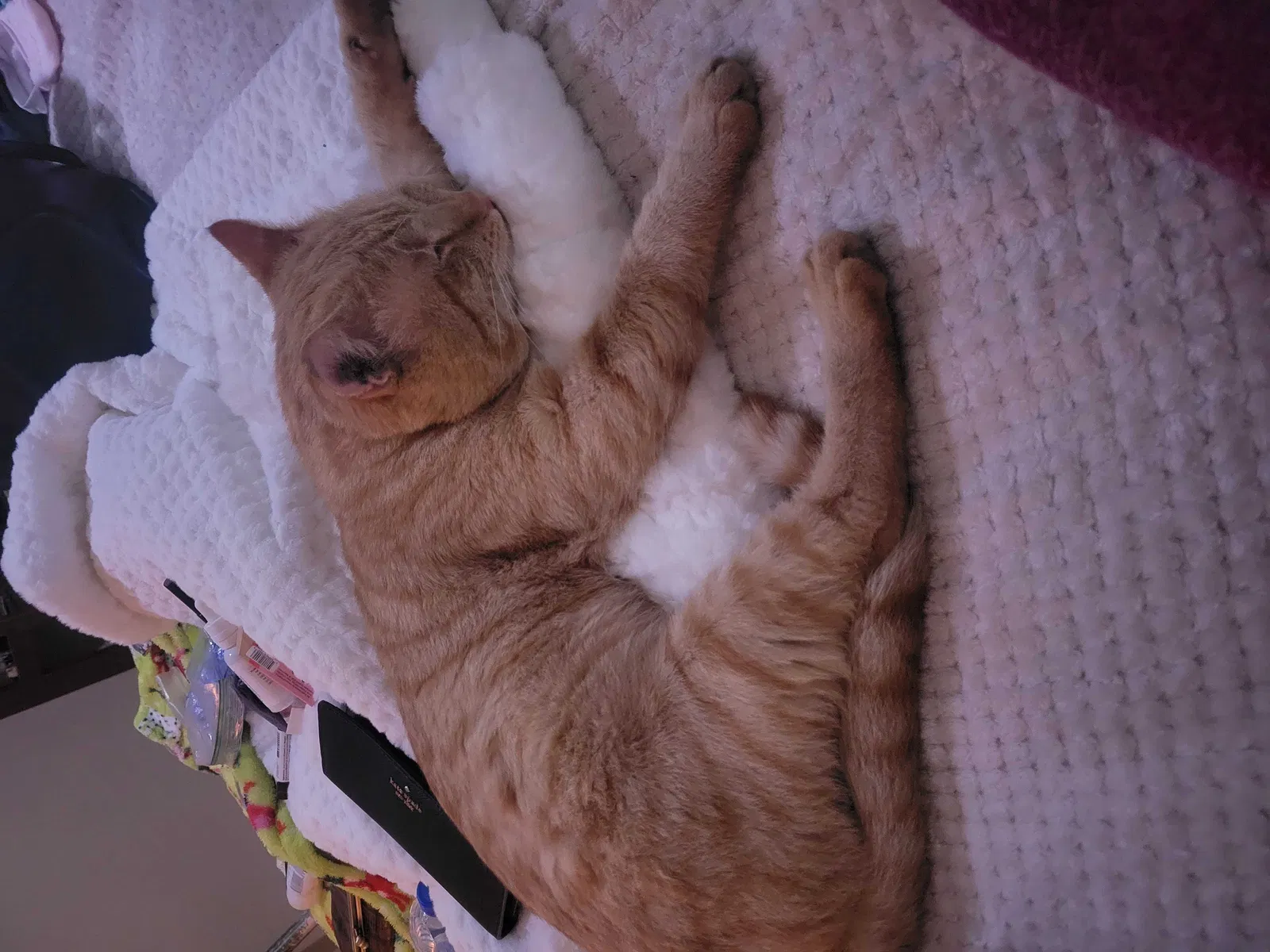 Lost cat in Glendale, AZ, 85303