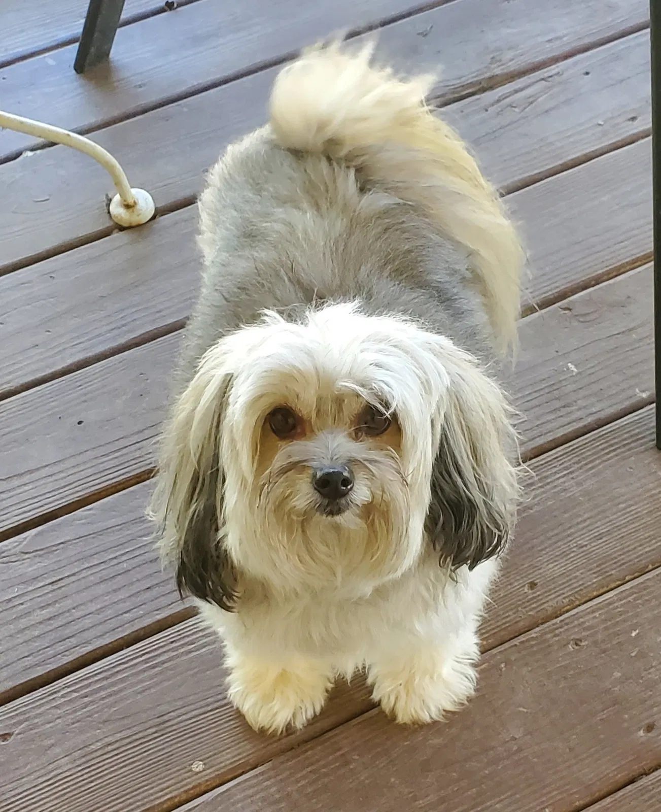 Lost dog in Moody, AL, 35004