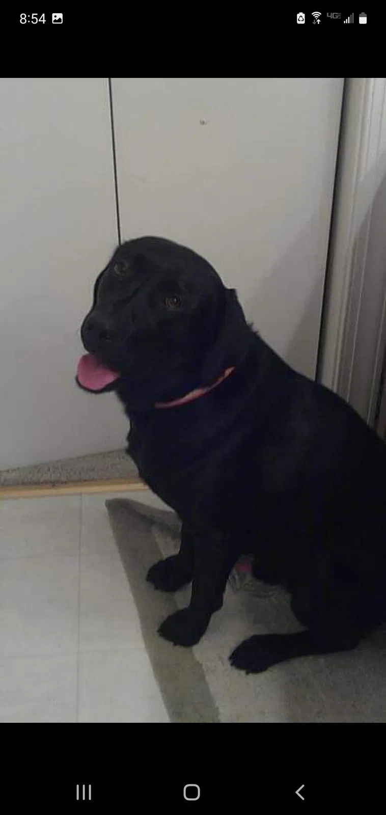 Lost dog in Warner Robins, GA, 31088