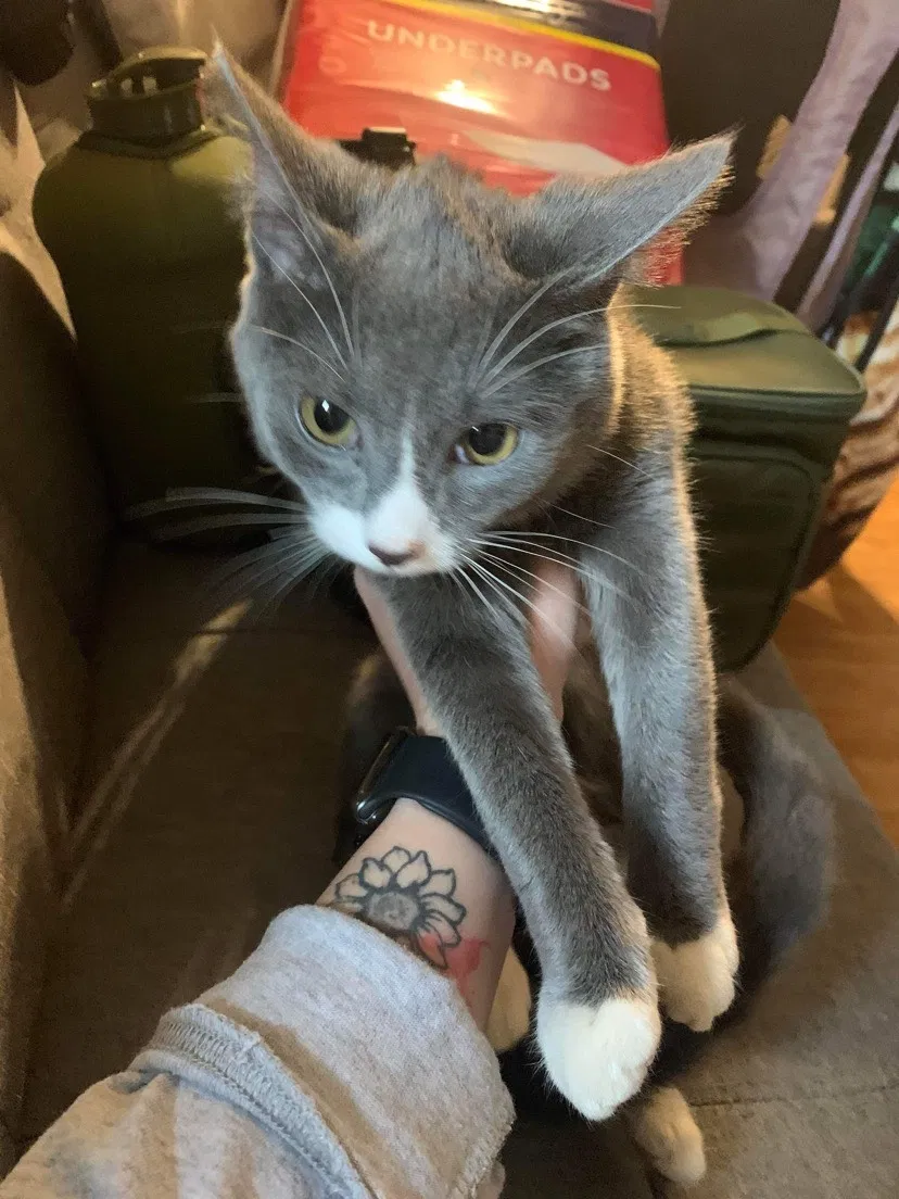 Lost cat in Sophia, NC, 27350