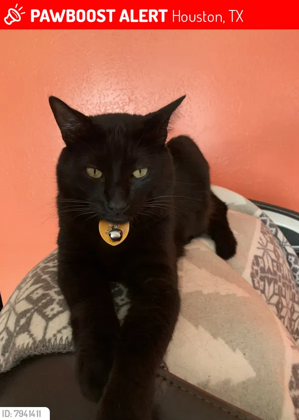 Lost cat in Houston, TX, 77022