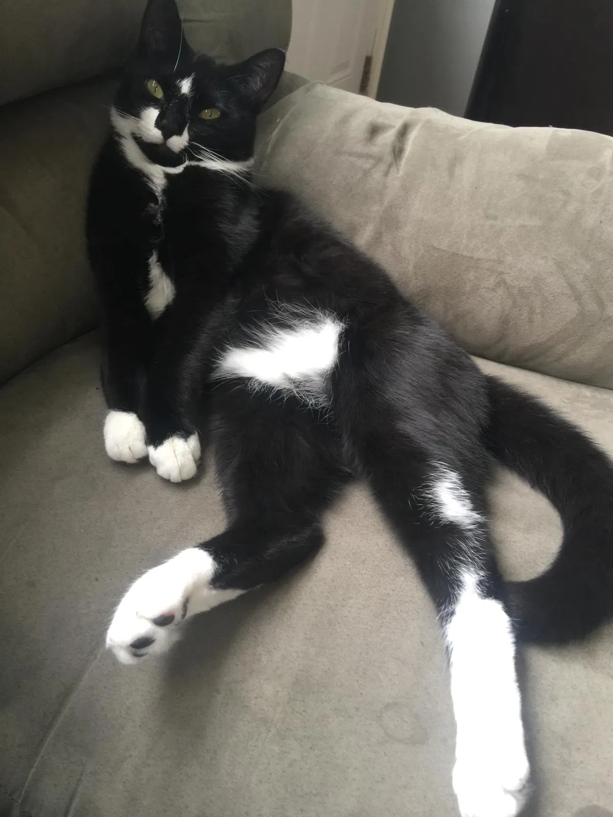 Lost cat in Lexington, SC, 29073