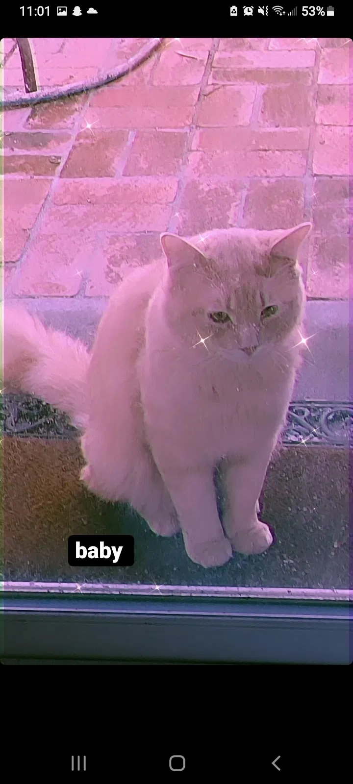 Lost cat in Carlsbad, CA, 92010