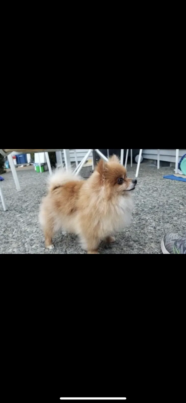 Lost dog in Newport, WA, 99156