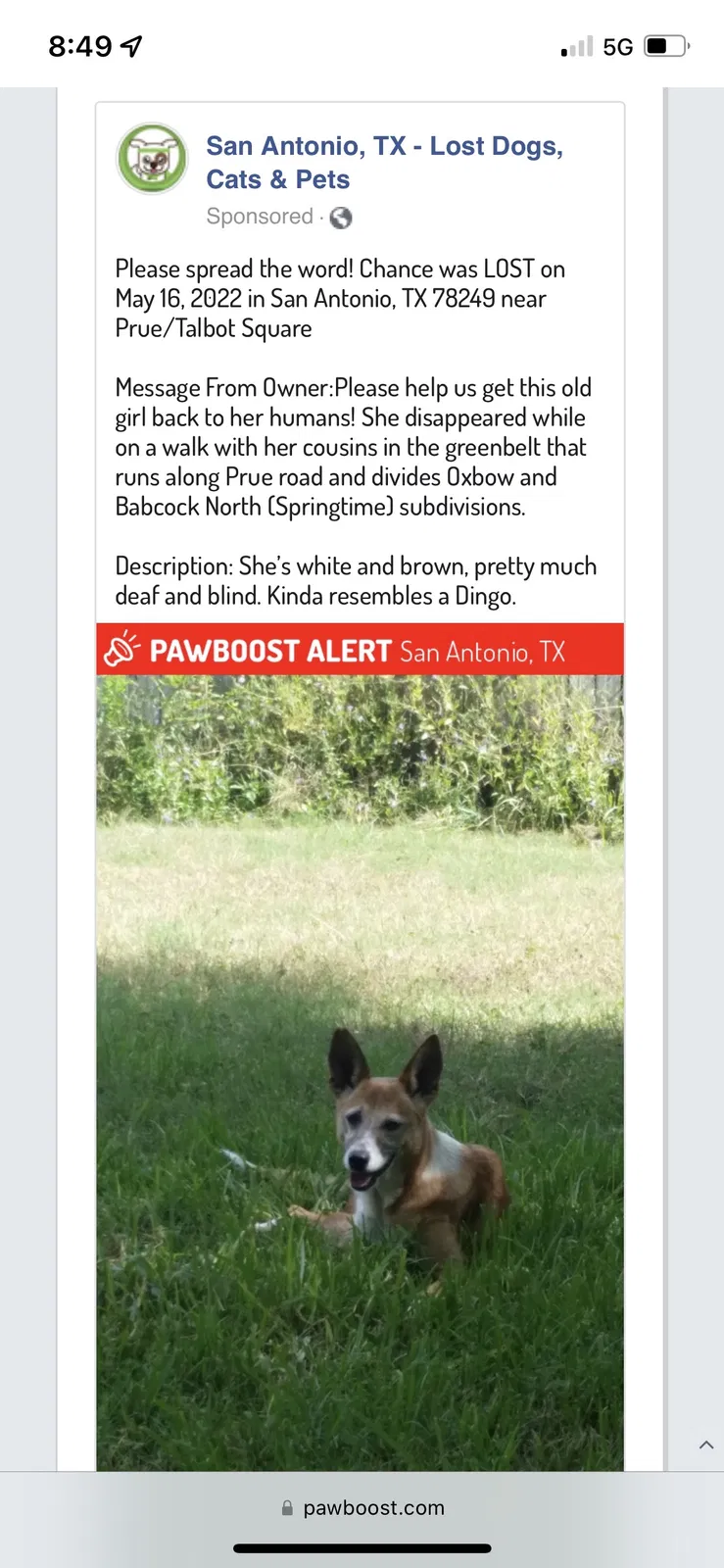 Lost dog in San Antonio, TX, 78249
