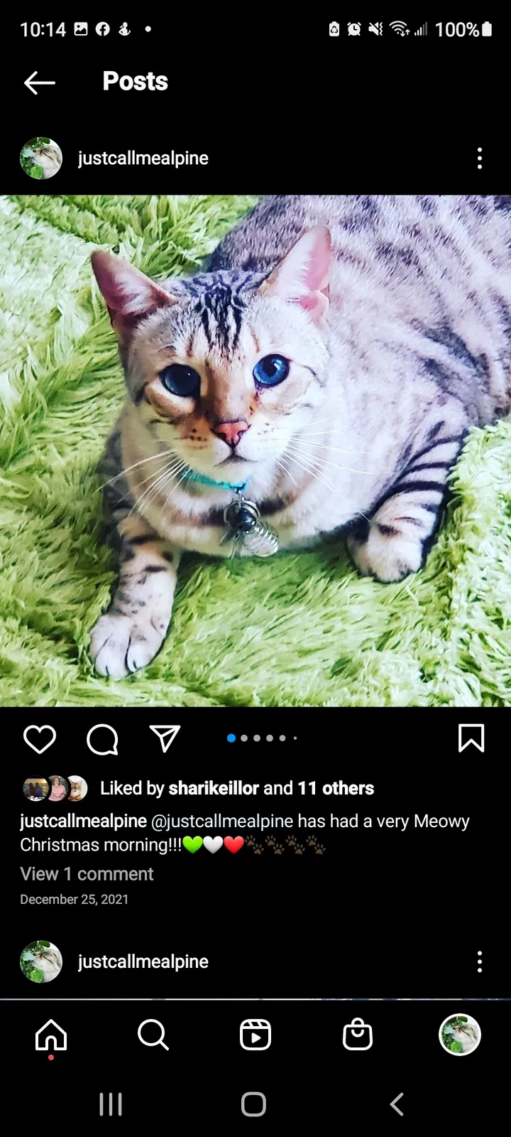 Lost cat in Hudsonville, MI, 49426
