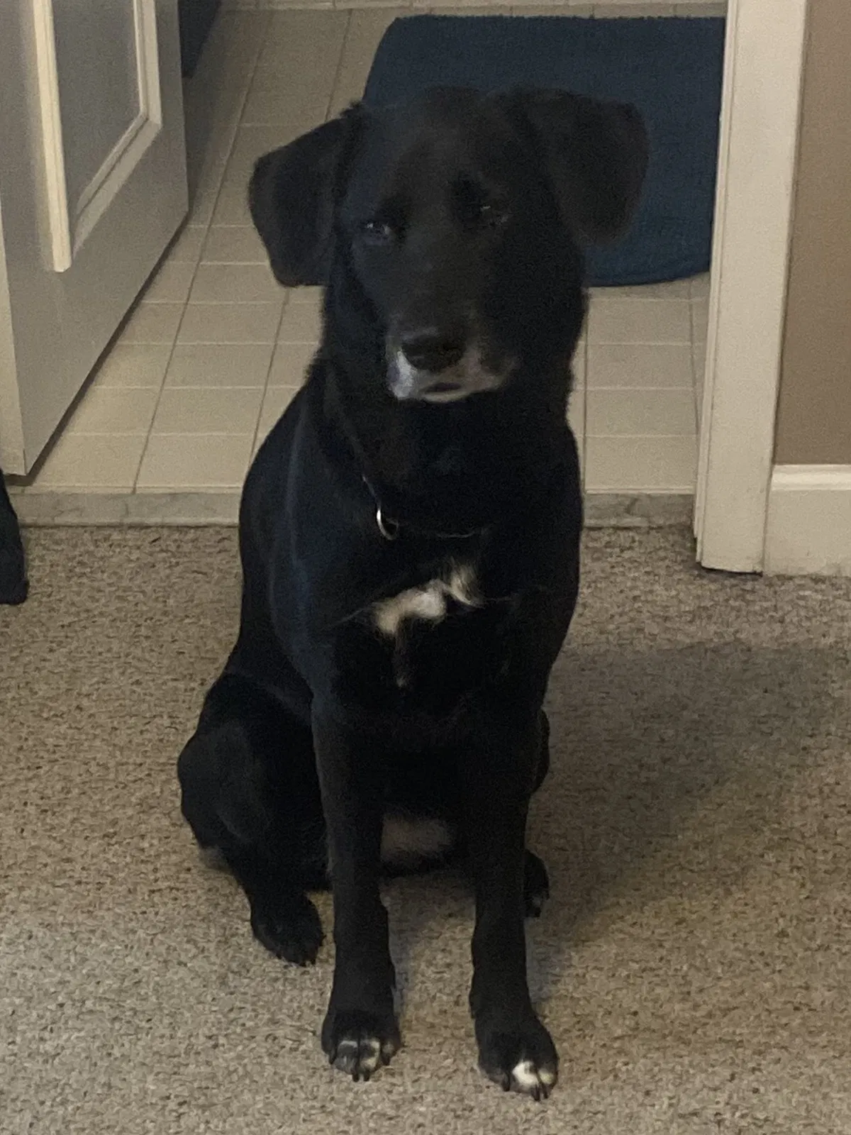 Lost dog in Naples, FL, 34102
