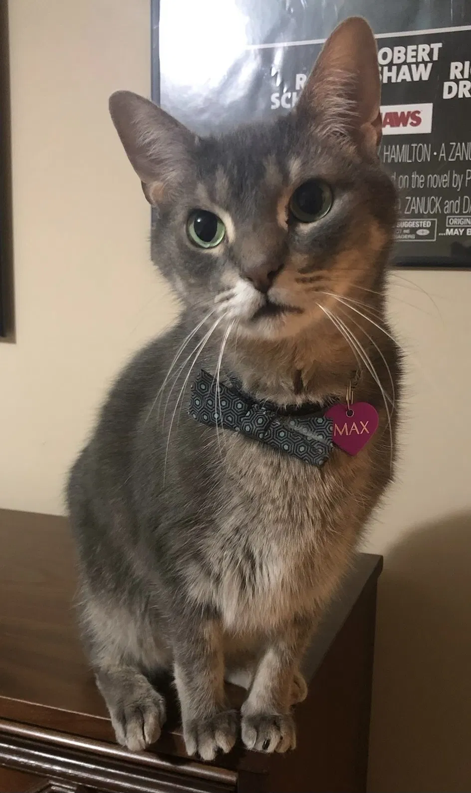 Lost cat in Knoxville, TN, 37919