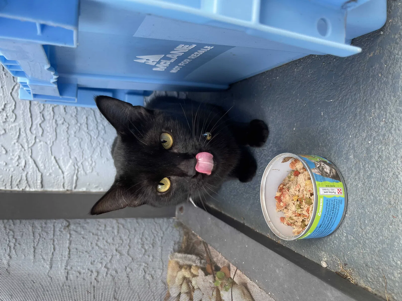 Lost cat in Port Saint Lucie, FL, 34952